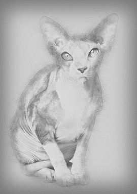 Sphynx cat 1 year old sitt