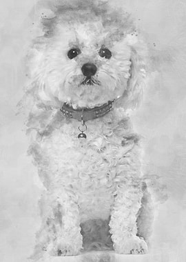Bichon Fris 5 years old