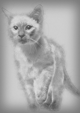 Thai kitten 4 months old w