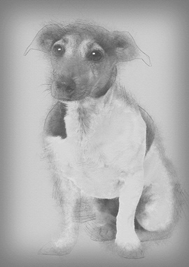 Jack Russell Terrier 4 yea