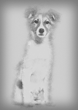 Mixedbreed dog sitting ag