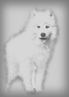 Samoyed puppy standing aga