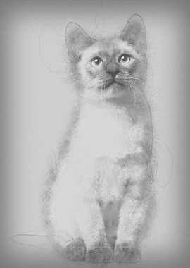 Thai kitten 4 months old s