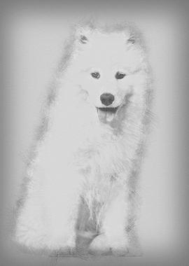 Samoyed puppy sitting agai