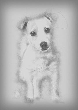 Jack Russell puppy 3 month