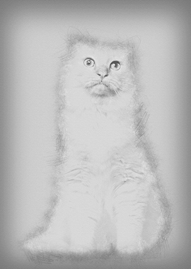 Portrait of Birman cat sit