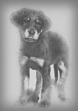 Mixedbreed dog 2 months