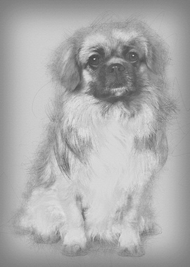 Teckel Spaniel 3 Years Old