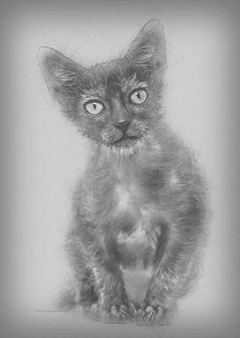 Kitten Lykoi cat 3 months