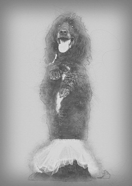 Poodle 5 years old standin