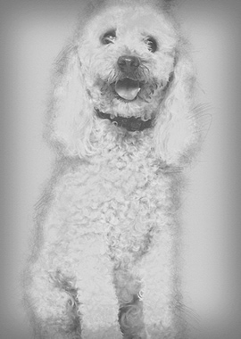 Poodle 13 years old sittin