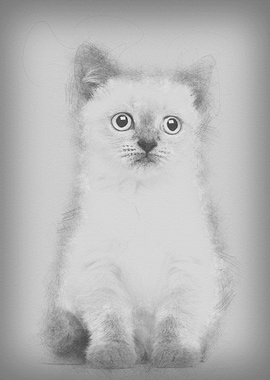 Portrait of British Shorth