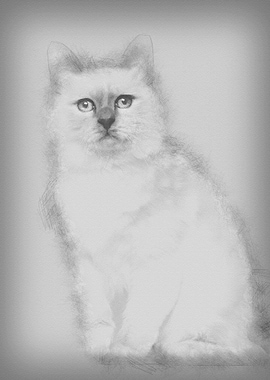 Portrait of Birman cat 5 m