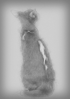 Rear view of an Oriental S