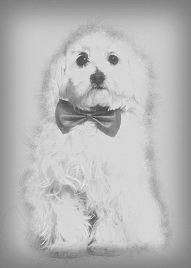 Maltese in bow tie against