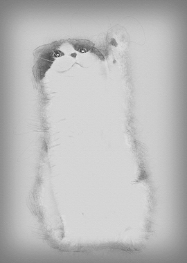 Scottish Fold 6 months old