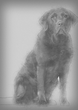 Labrador Retriever 8 years