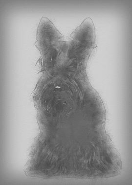 West Highland White Terrie