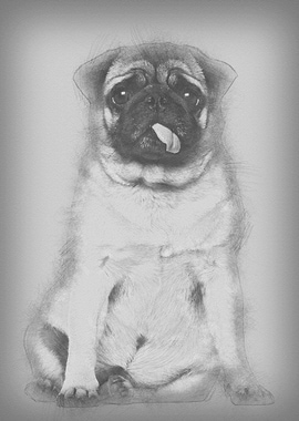 Pug 4 years old sitting ag