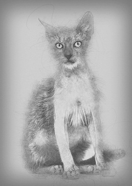 Kitten Lykoi cat 3 months