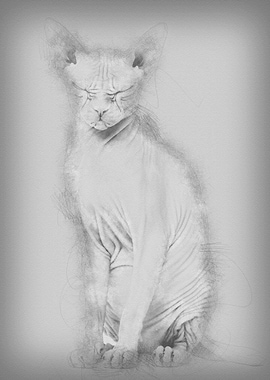 Sphynx Hairless Cat 4 year