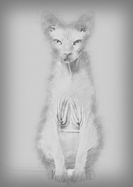 Sphynx Hairless Cat 4 year