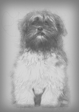 Lhasa apso sitting against