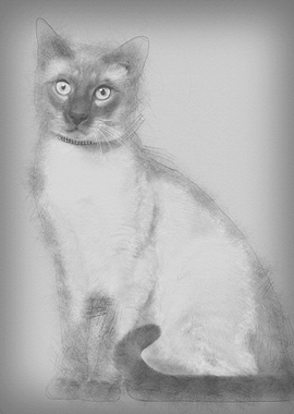 Siamese cat 8 months old s