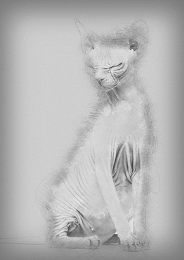 Sphynx 4 years old against