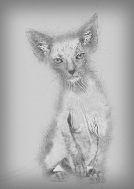 Kitten Lykoi cat 7 weeks o