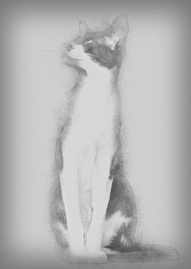 Oriental Shorthair sitting