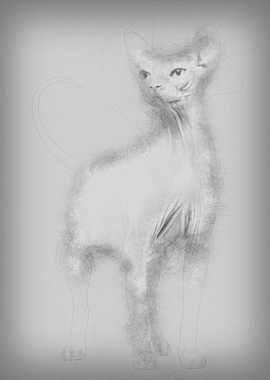 Sphynx 4 years old against