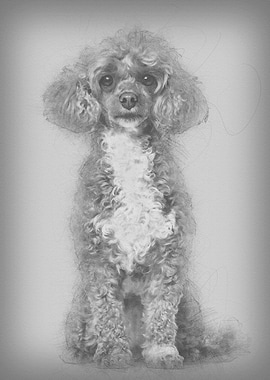 Poodle dog sitting and loo