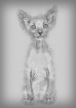 Kitten Lykoi cat 7 weeks o