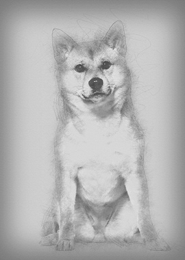 Shiba Inu sitting against