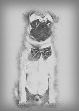 Pug in red bow tie sitting