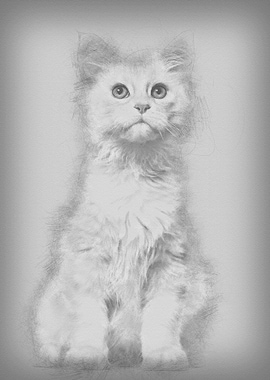 Maine Coon cat 6 months ol