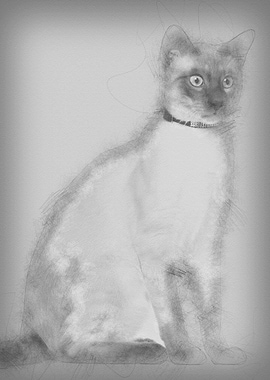 Siamese cat 8 months old s