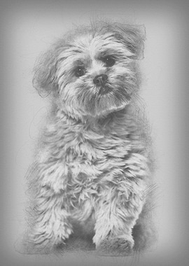 Lhasa apso dog 8 months ol