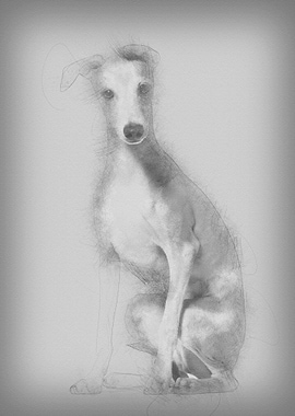 Italian Greyhound puppy 4