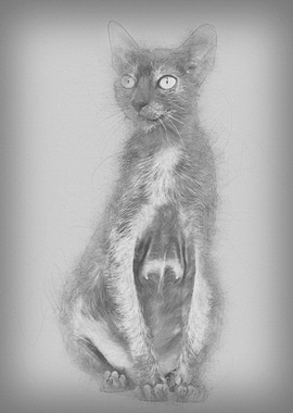 Lykoi cat also called the