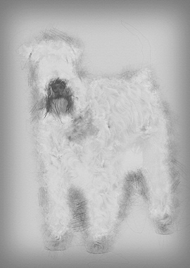 SoftCoated Wheaten Terrie
