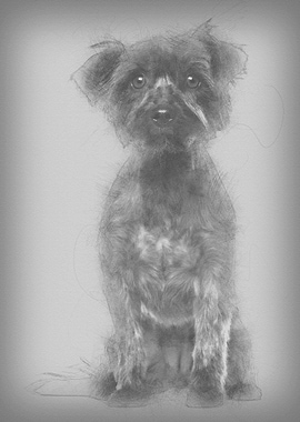 Yorkshire Terrier 2 years