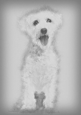Maltese dog 3 years old si