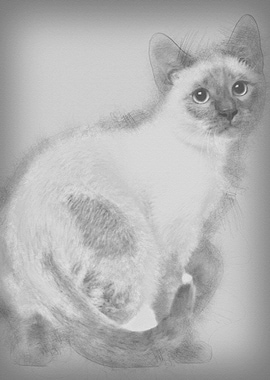 Thai kitten 4 months old s