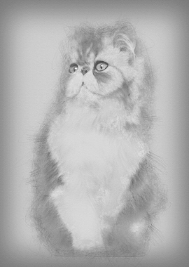 Persian cat 7 months old