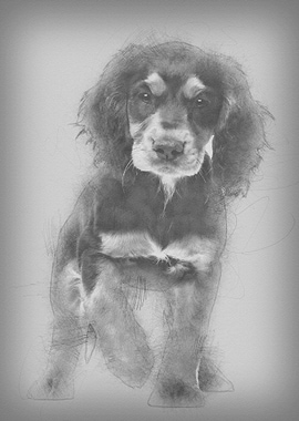 Working Cocker Spaniel 10