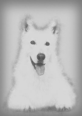 Swiss Shepherd dog 5 years