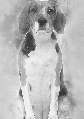 Beagle 2 years old sitting