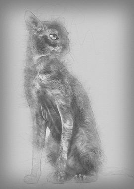 Lykoi cat also called the